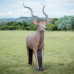 Wildcrete Kudu